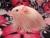 Little Pink Longhaired Dutch Guinea Pig Plushie