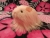 Little Pink Longhaired Guinea Pig Plushie