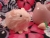 Little Pinkie Guinea Pig Plushie