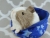 Little Silver Dutch Guinea Pig Plushie