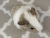 Little Silver Dutch Guinea Pig Plushie