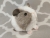 Little Silver Dutch Guinea Pig Plushie