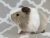 Little Silver Dutch Guinea Pig Plushie