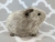 Little Silver Guinea Pig Plushie