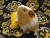 Little Tan Dutch Guinea Pig Plushie