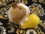 Little Tan Dutch Guinea Pig Plushie