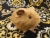 Little Tan Guinea Pig Plushie