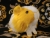 Little Yellow Dutch Guinea Pig Plushie