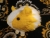 Little Yellow Dutch Guinea Pig Plushie