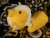 Little Yellow Dutch Guinea Pig Plushie