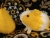 Little Yellow Dutch Guinea Pig Plushie