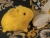 Little Yellow Guinea Pig Plushie