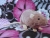 Mauve Rat Plushie