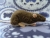 Mink Hooded Rat Plushie