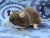 Mink Blazed Rat Plushie