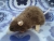 Mink Blazed Rat Plushie