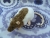 Mink Half-Hooded Rat Plushie