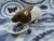 Mink Hooded Rat Plushie
