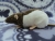 Mink Hooded Rat Plushie