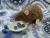 Mink Rat Plushie