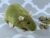 Green Rat Plushie