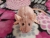 Pink Mouse Plushie