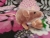 Pink Mouse Plushie with White Belly