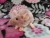 Pink Mouse Plushie with White Belly