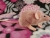 Pink Mouse Plushie with White Belly