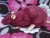 Plum Rat Plushie