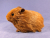 Big Ginger Guinea Pig Plushie