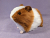 Big Ginger Dutch Guinea Pig Plushie