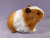 Big Ginger Dutch Guinea Pig Plushie