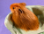 Big Ginger Longhaired Guinea Pig Plushie
