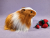 Big Ginger Dutch Longhaired Guinea Pig Plushie
