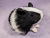 Little Black Dutch Guinea Pig Plushie