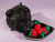 Little Black Guinea Pig Plushie