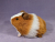 Little Ginger Dutch Guinea Pig Plushie