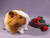 Little Ginger Dutch Guinea Pig Plushie