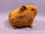 Little Ginger Guinea Pig Plushie