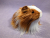 Little Ginger Dutch Longhaired Guinea Pig Plushie