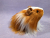 Little Ginger Dutch Longhaired Guinea Pig Plushie