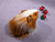 Little Ginger Dutch Longhaired Guinea Pig Plushie