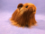Little Ginger Longhaired Guinea Pig Plushie