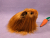 Little Ginger Longhaired Guinea Pig Plushie