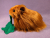 Big Ginger Longhaired Guinea Pig Plushie