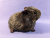 Big Agouti Brown Guinea Pig Plushie