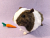 Big Agouti Brown Dutch Guinea Pig Plushie