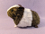 Big Agouti Brown Dutch Guinea Pig Plushie