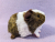 Little Agouti Brown Dutch Guinea Pig Plushie